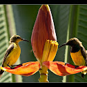 Olive-backed Sunbird