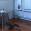 Eastern Grey Squirrel