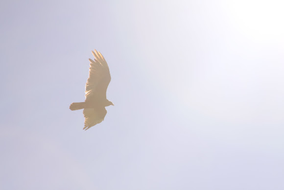 Spotting Image 1