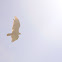 Turkey Vulture