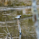 White Wagtail