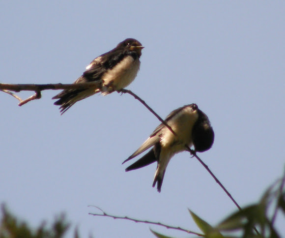 Spotting Image 1