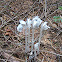 indian pipe