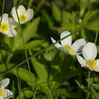 Northern Anemone