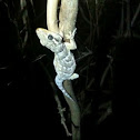 Lagartixa