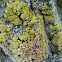 Xanthoria parietina