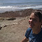 Elephant seal