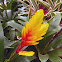 Bromeliad