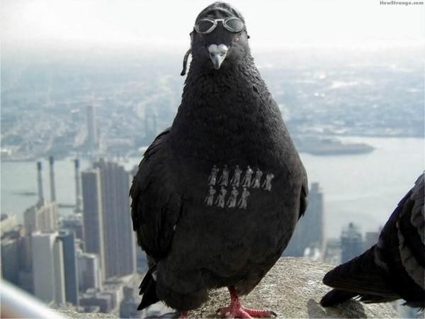 [bombardeador[3].jpg]