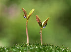 homeopathy cosmobiology 