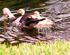 Mother Duck 2