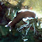 Brown Flatworm