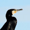Great cormorant