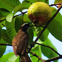 Yellow-vented Bulbul