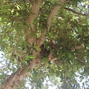 Bird nest