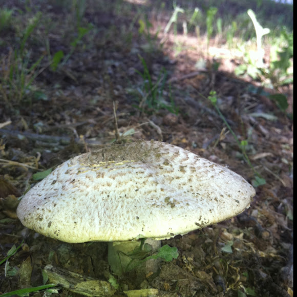 Spotting Image 1