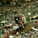 Daurian redstart
