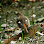 Daurian redstart