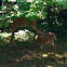 White tailed deer