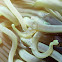 Pepper and Salt Commensal Shrimp
