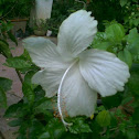 Hibiscus