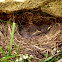 Nest under granite