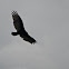 Turkey Vulture