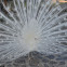 Pavo real