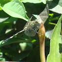 capung