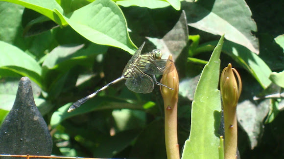 Spotting Image 1