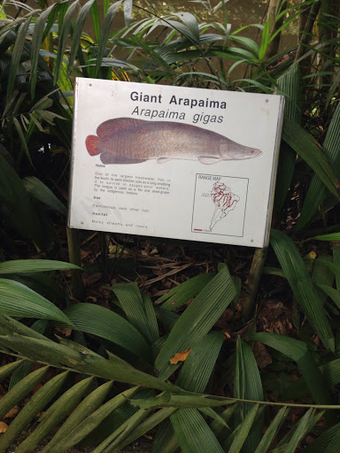 Giant Arapaima Pond 