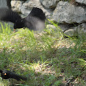 Common blackbird fight