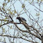 Red Billed Magpie 紅色嘴 喜鵲