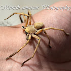 Brown Huntsman Spider