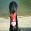 Black swan 2