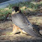 Australian Hobby