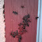 Western Boxelder Bug