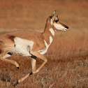 Pronghorn