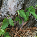 Poison Ivy