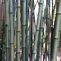 Bamboo