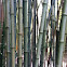 Bamboo