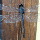 Seaside Dragonlet