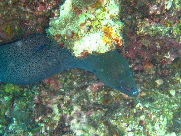 Spotting Image 1