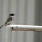 Eastern Phoebe