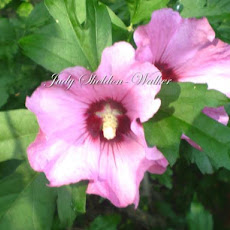 Stuffed Rose of Sharon