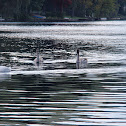 Mute Swans