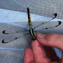 Great Blue Skimmer