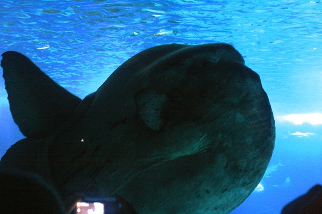 [pestele luna[3].jpg]