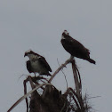 Western Osprey