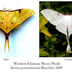 Western Chinese Moon moth